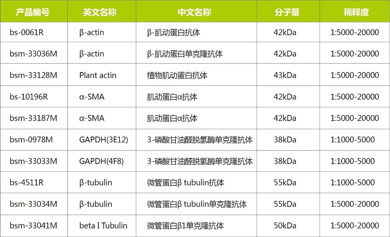 bioss讲堂|western blot内参抗体选择攻略大全-北京博奥森生物技术