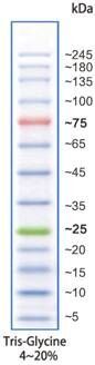 彩色预染宽范围蛋白marker(5-245 kda)
