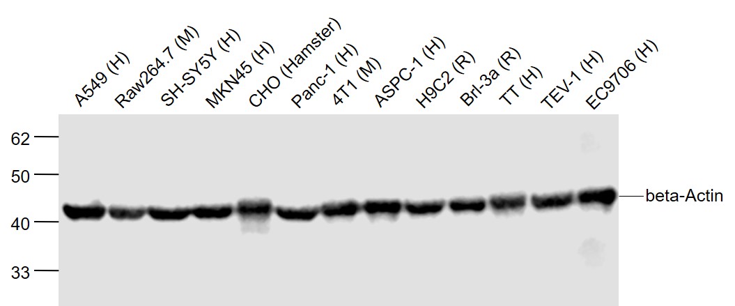 Raw264 7 Mouse Cell Lysate At 40 Ug