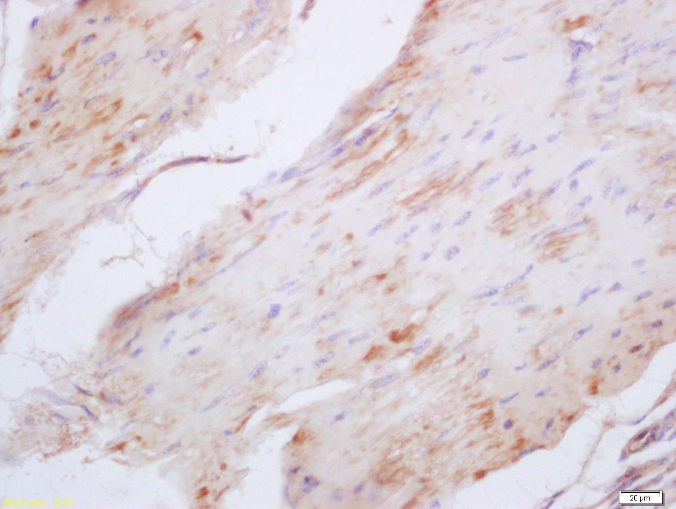 tissue/cell: mouse stomach wall; 4% paraformaldehyde-fixed and