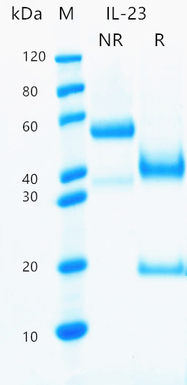 23-tag-free-recombinant-human-il-23-protein-active